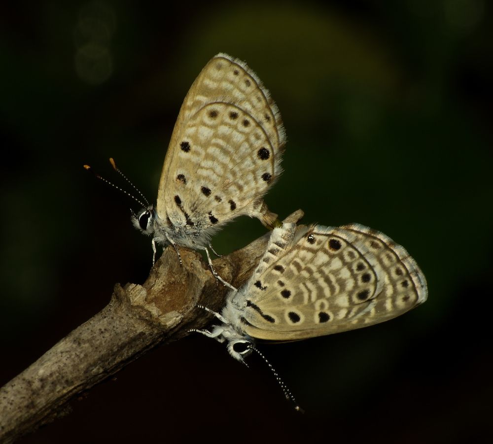 Monsoon Nature ( African babul blue )