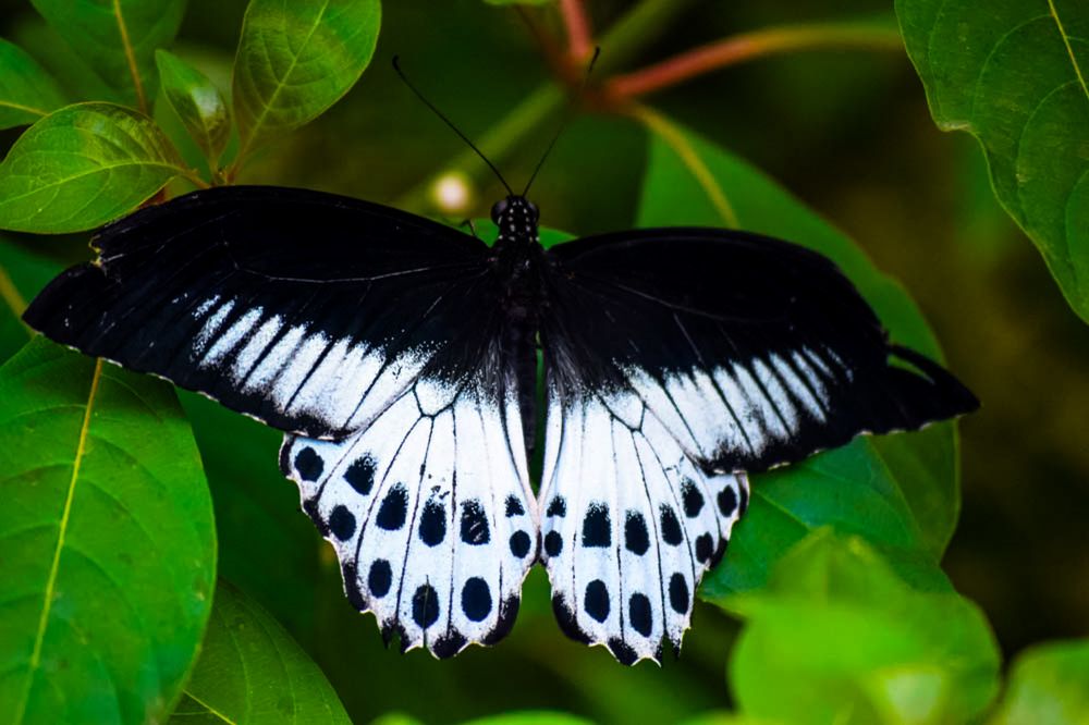 BLUE  MORMON