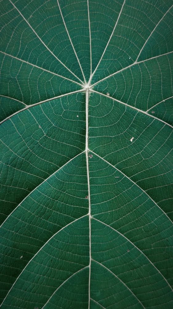 Symmetry is everywhere.