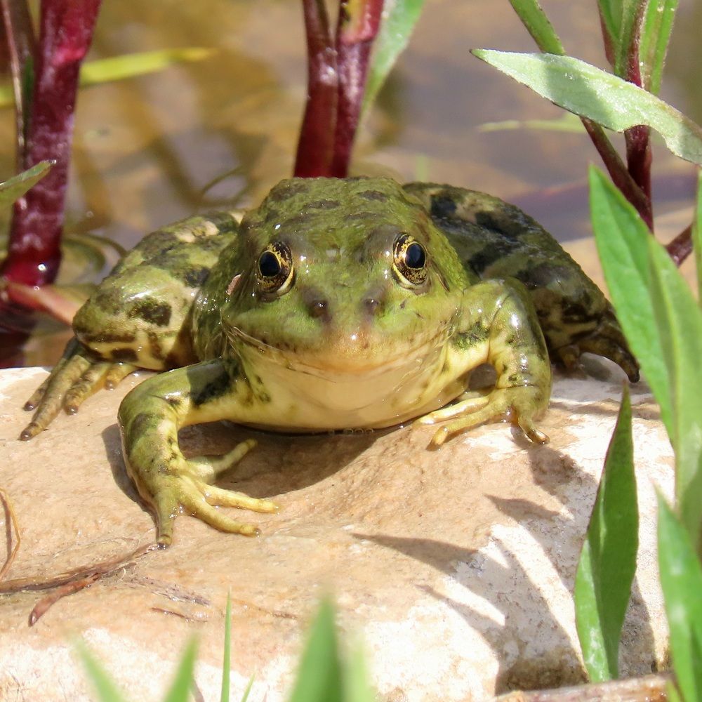 Photograph by mahboube moradalizade
