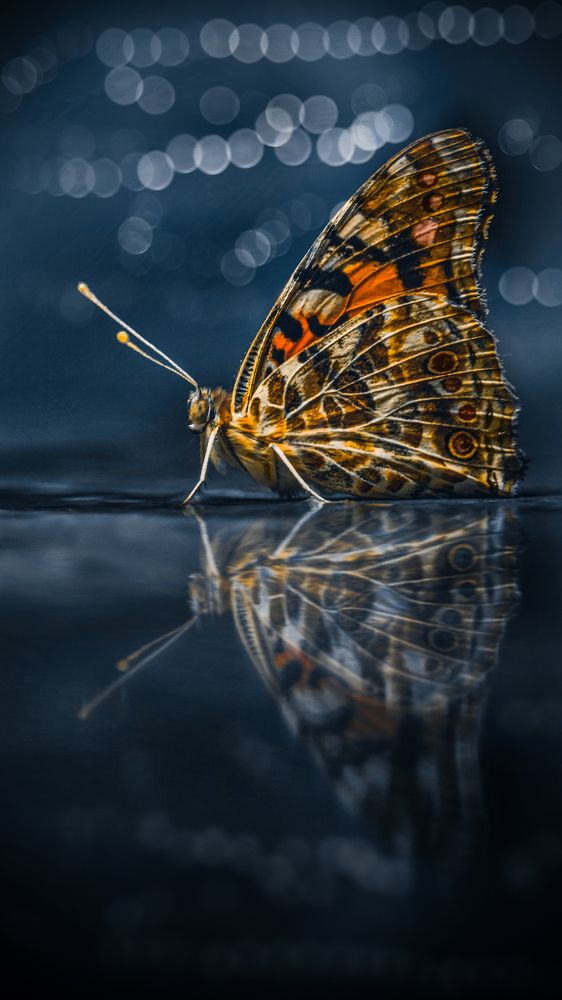 Фотография автора elyas khaghani elyas.ph