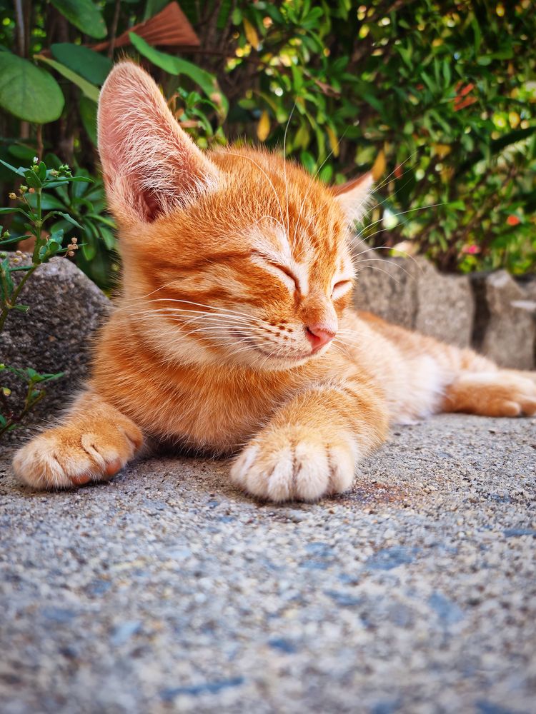 Фотография автора Елена Кабенкина