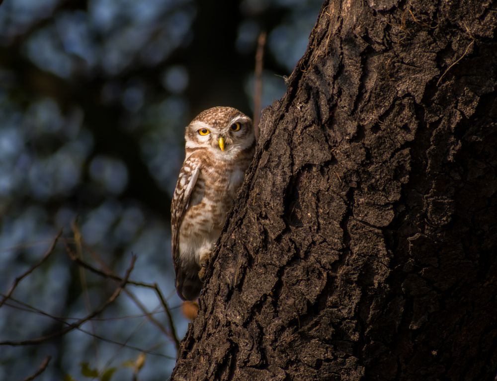 Photograph by Nitin Sarkar