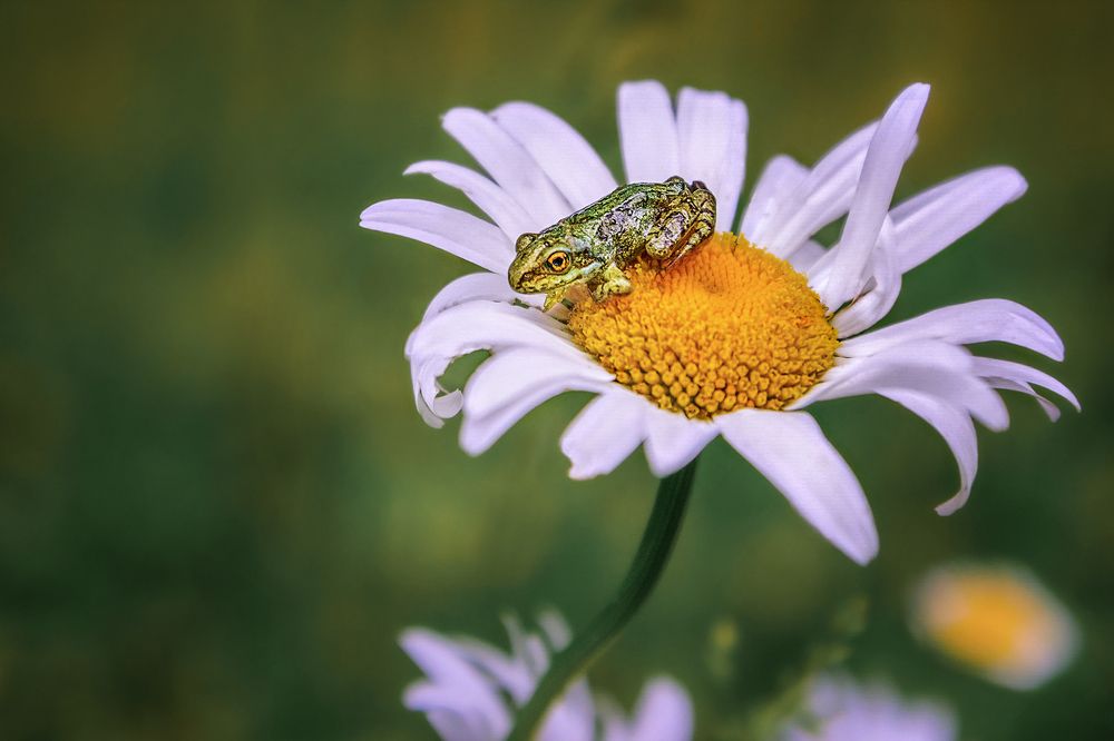 Photograph by Марина Ческис