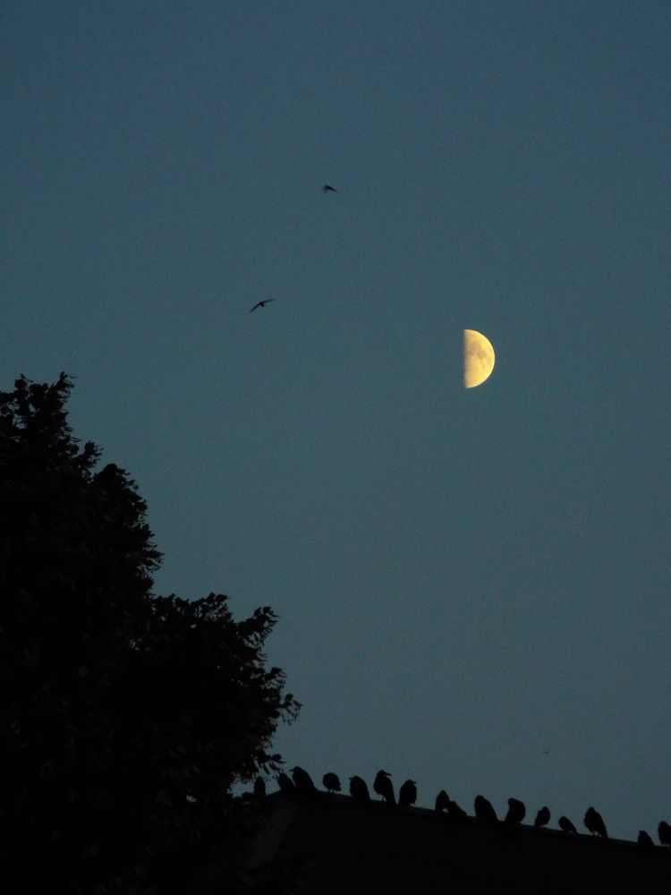 Photo #9226321