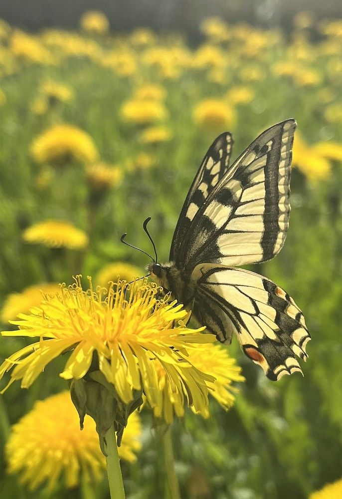 Photograph by Елена Карпухно