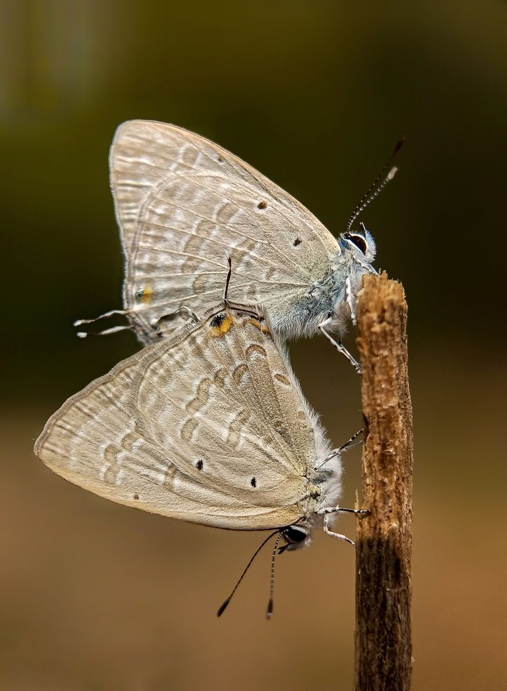 Photograph by Partha Chatterjee