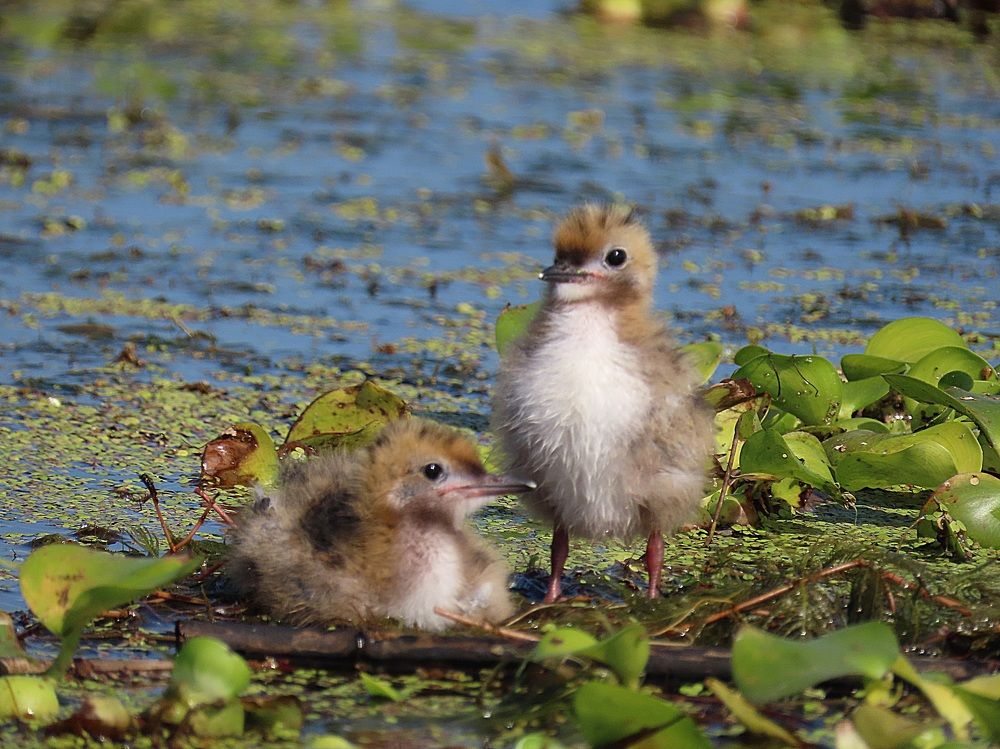 Photograph by mahboube moradalizade