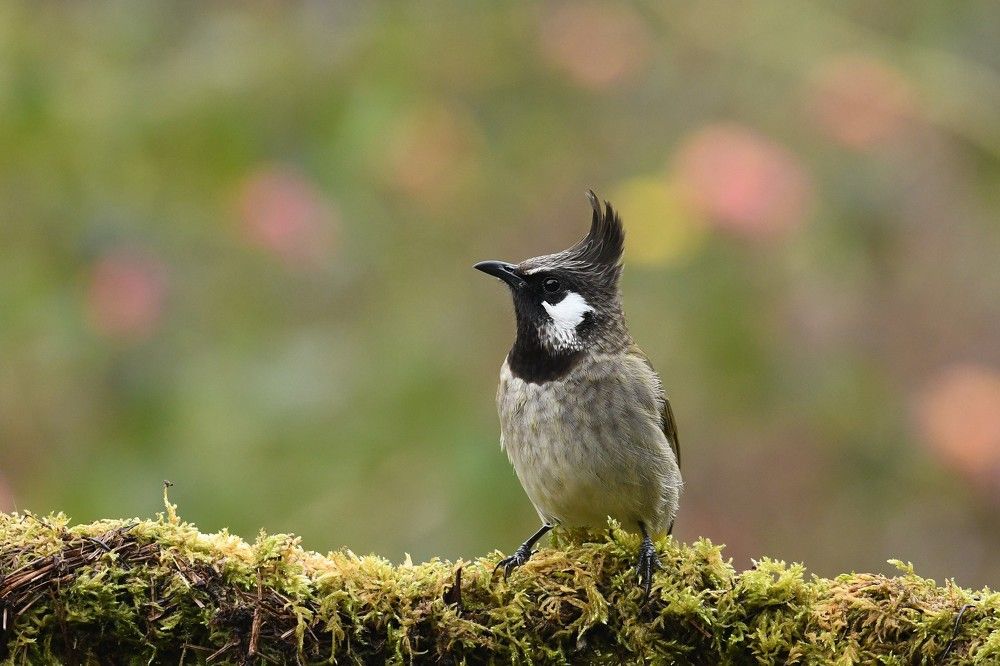 Photograph by Preet saluja