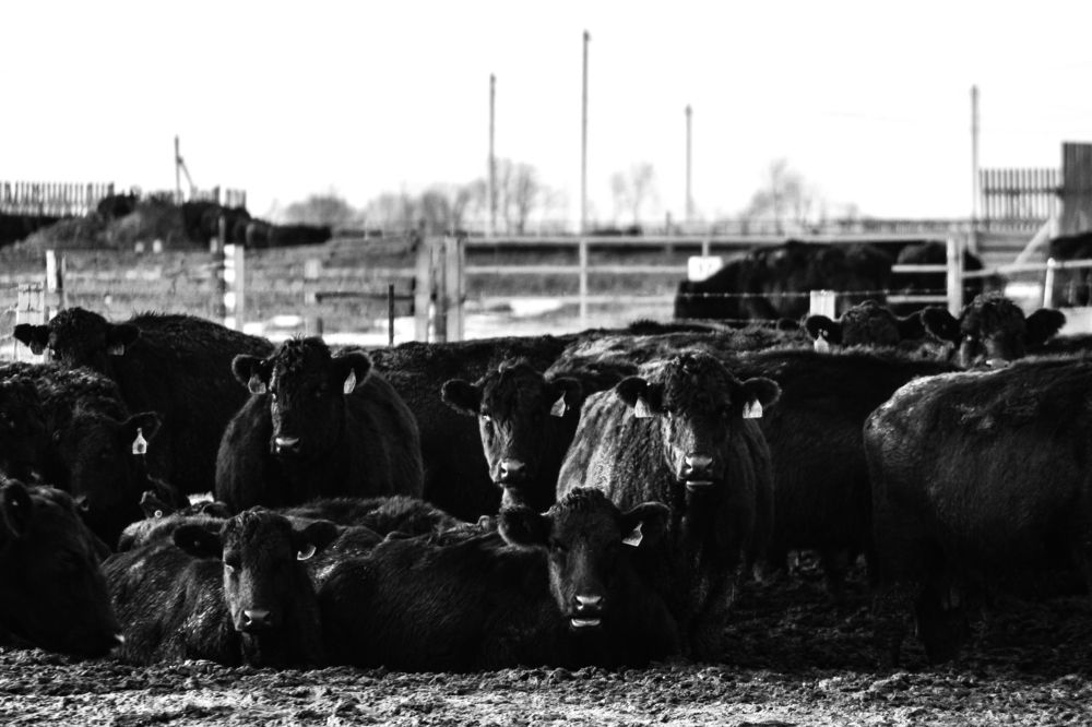 Photograph by Луценко Роман