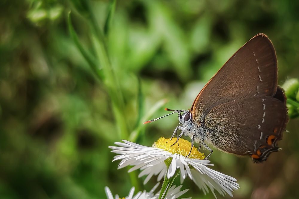 Фотография автора Vladimir Nikolov