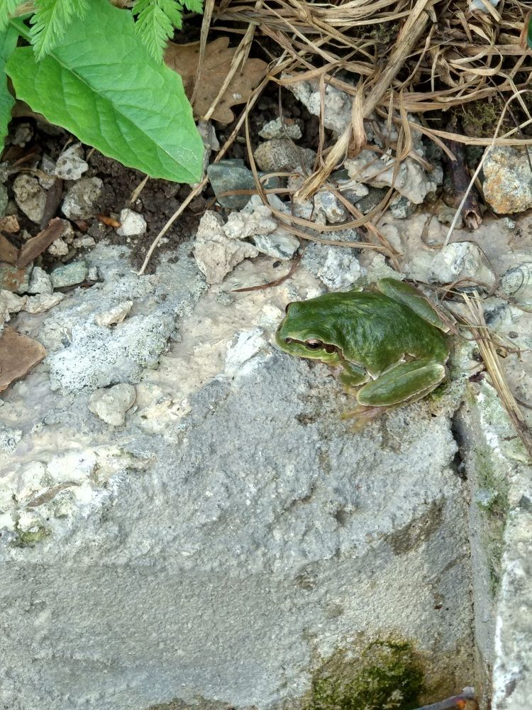 Green - green frog:)