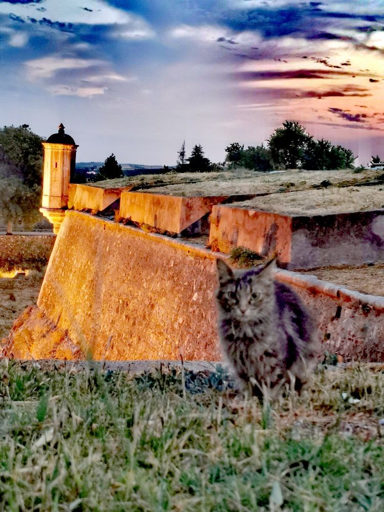 Photograph by Teresa Guerreiro