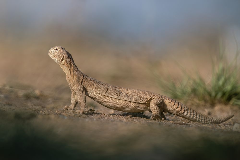 Photograph by Gurvinder Chhabra