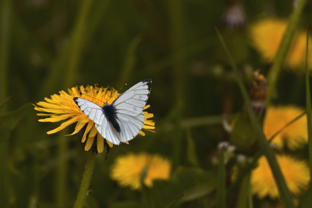 Photograph by Елена Ермакова