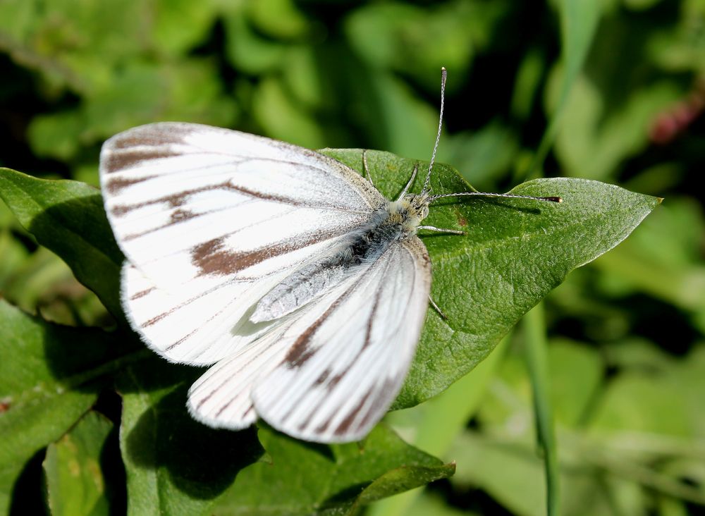 Photograph by Юлия