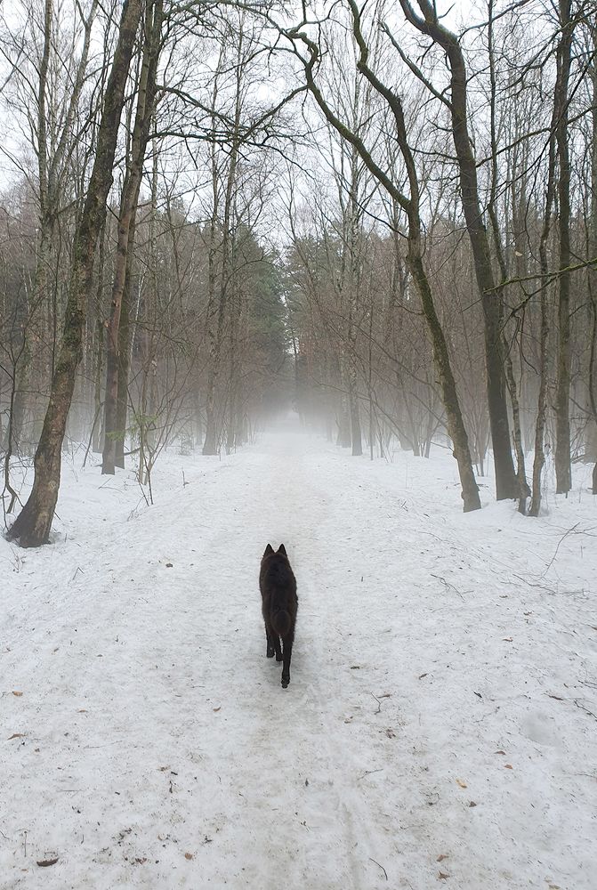 Фотография автора Надежда Лисицына