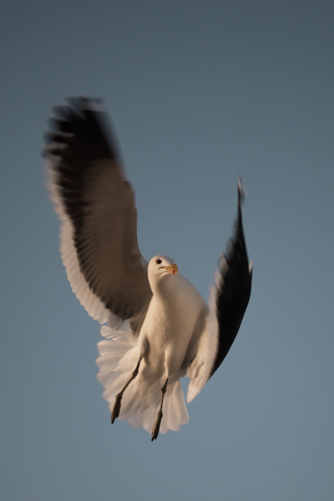Photograph by Georgii