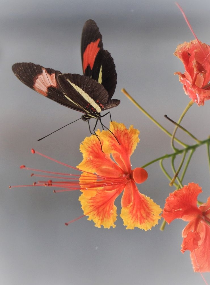 Photograph by Radison Jordão