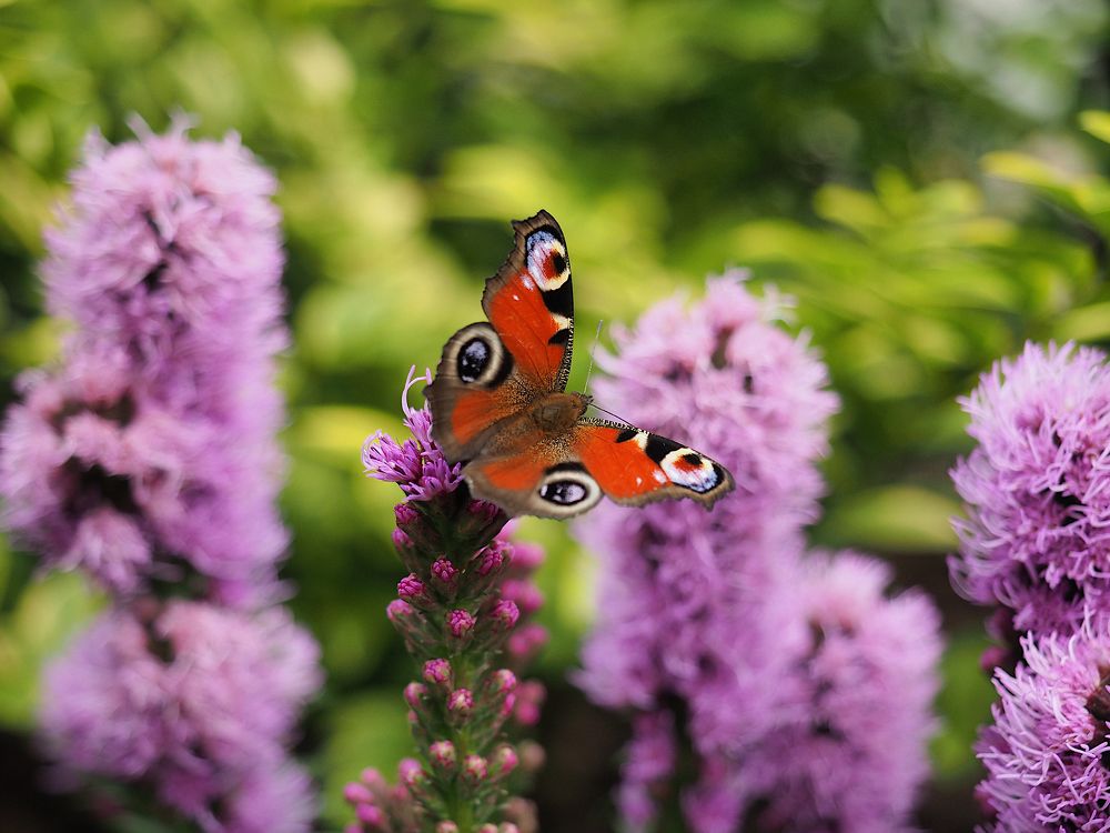 Photograph by Ирина Протченко