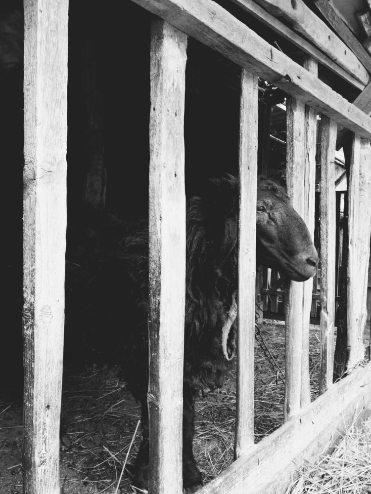 Photograph by Кристина Присакарь