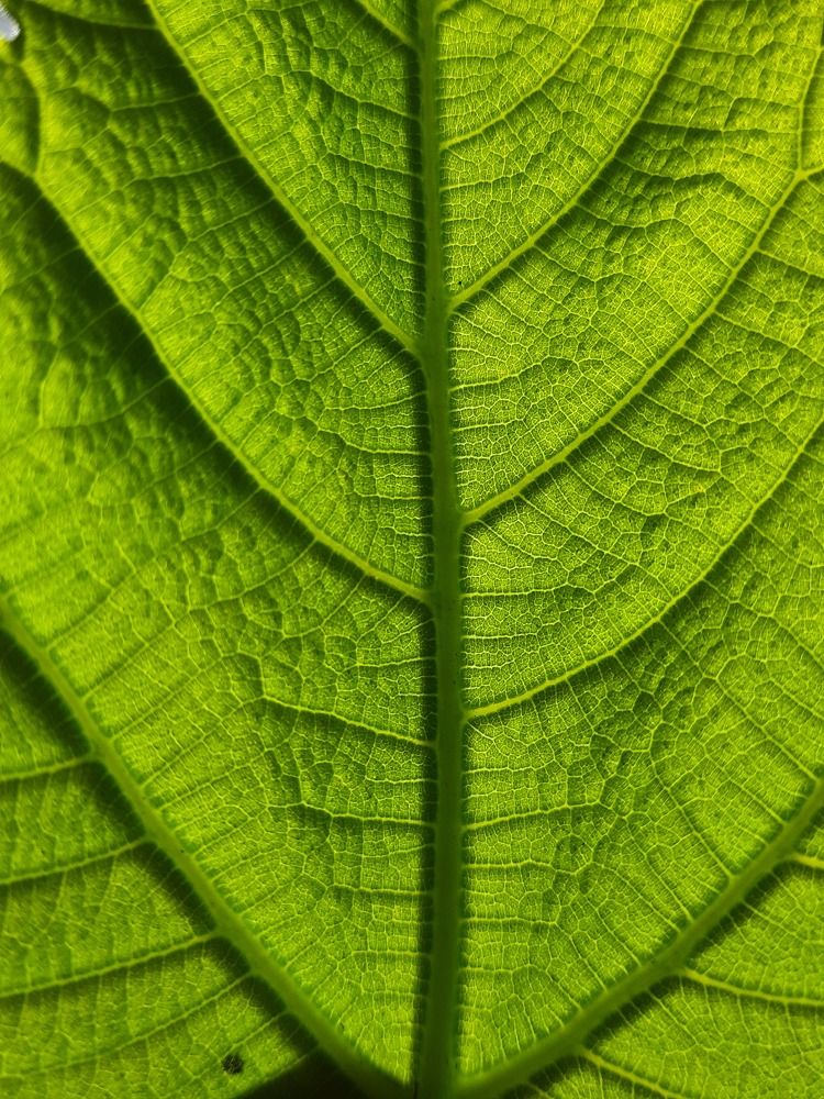 Leaf ?