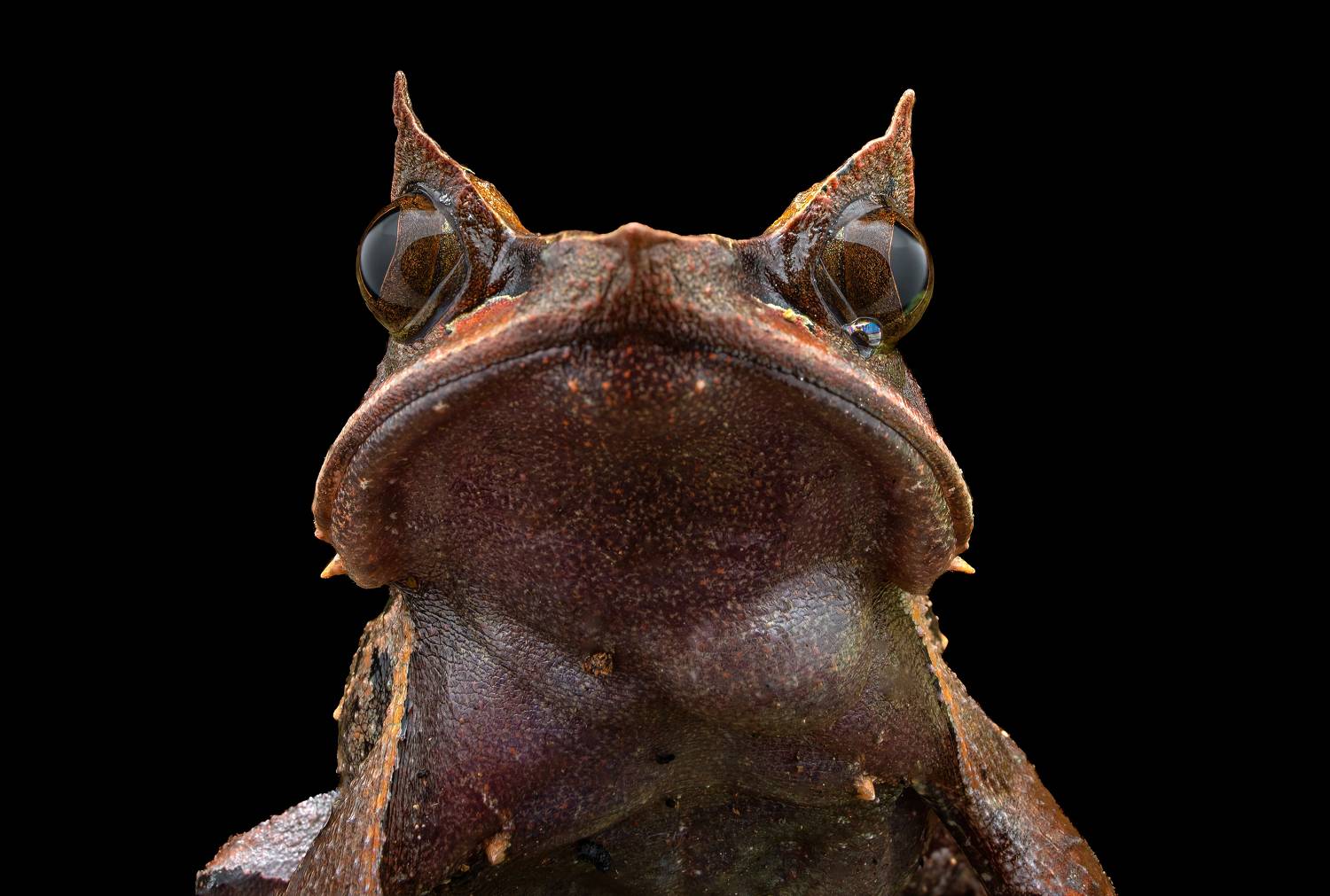 A Portrait Shot of Malayan Horned Frog