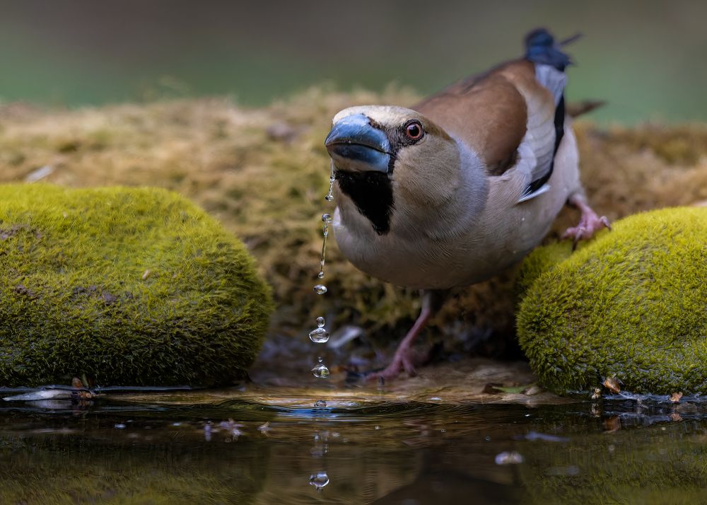 Photograph by Марат Кучкаев