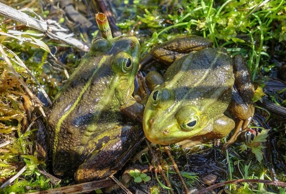 Photograph by IRINA KORNEVA