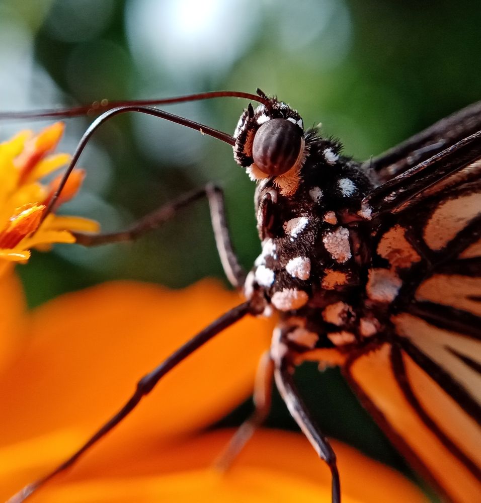 Photograph by Thimira dinisuru