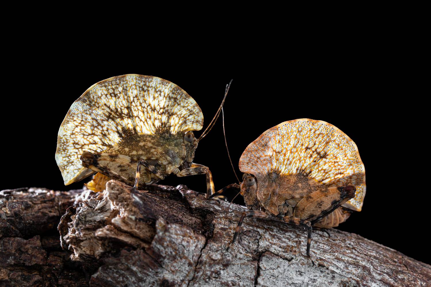 Weird and unique insect of Borneo, Malaysia