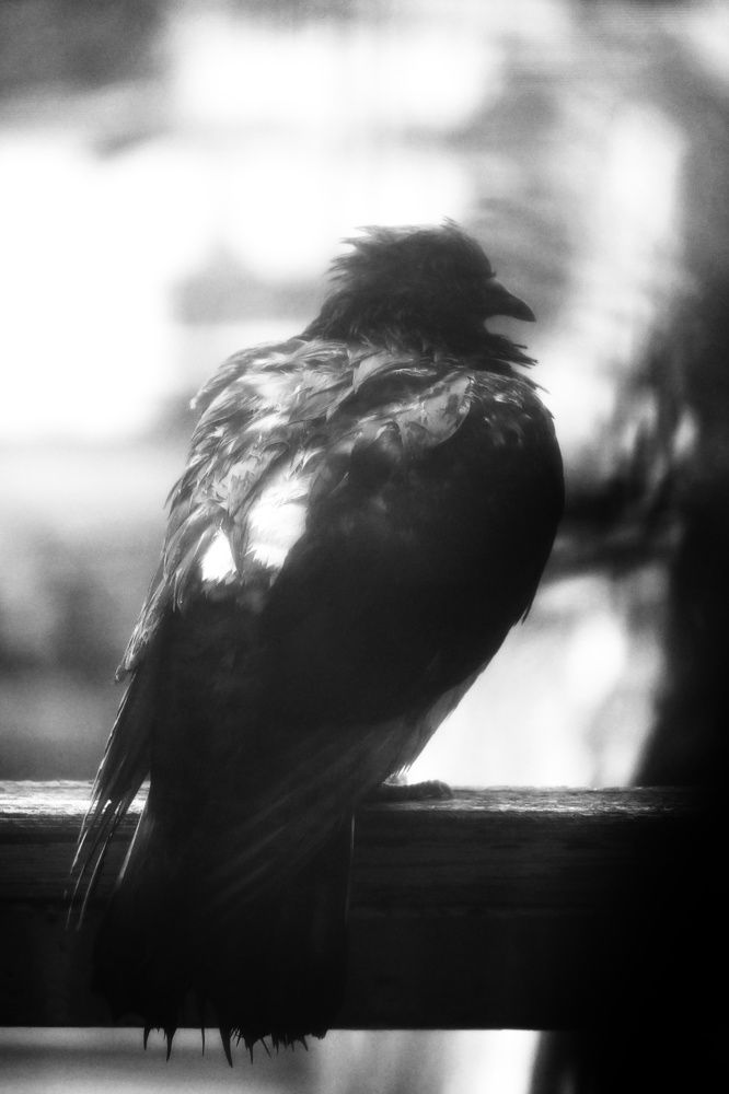 Фотография автора Ola La