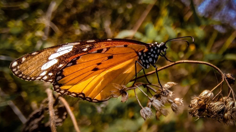 Photograph by Dharmendra Paikra