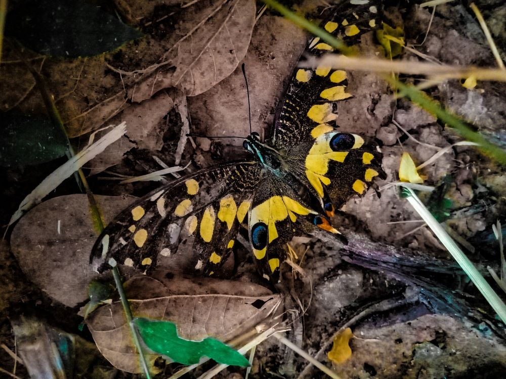 Photograph by Dharmendra Paikra