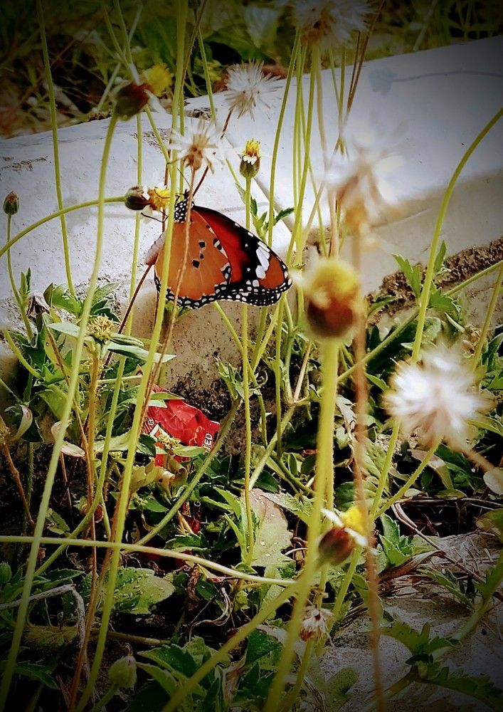Photograph by Nidhi Singh