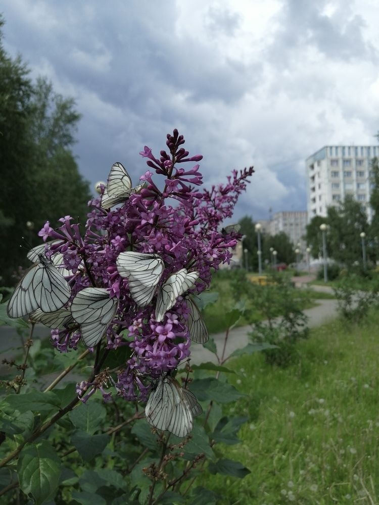 Photograph by Виталий Са