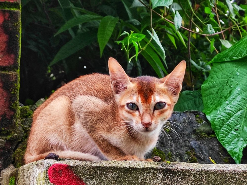 Bangladeshi Cat