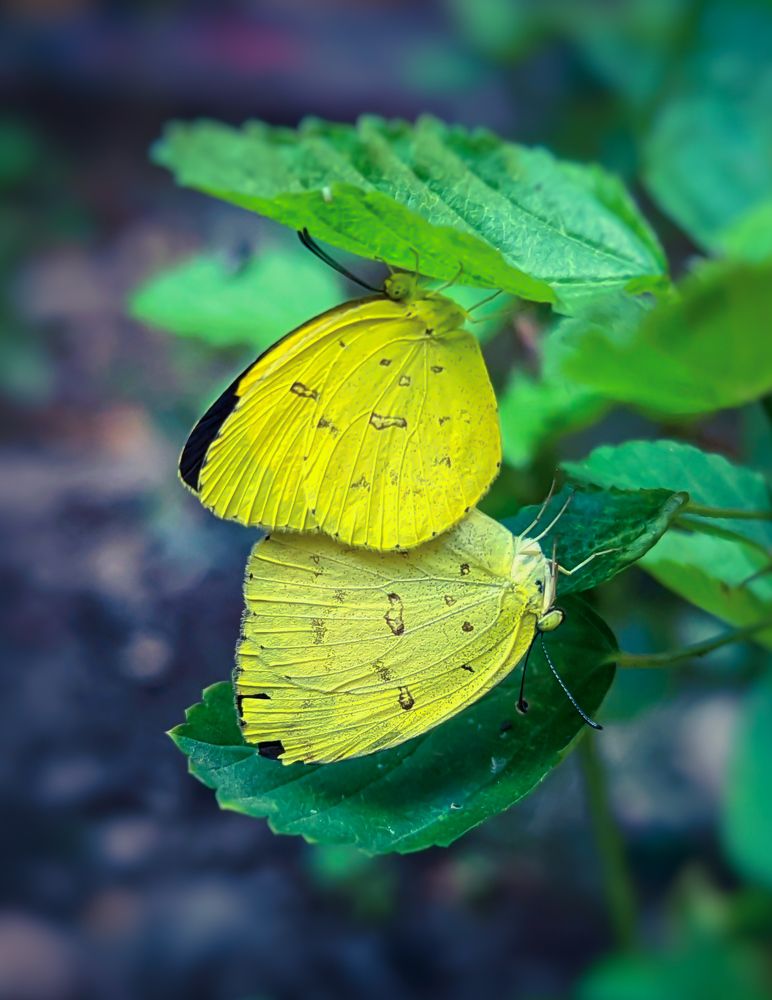 Фотография автора SARAVANA MANICKAM