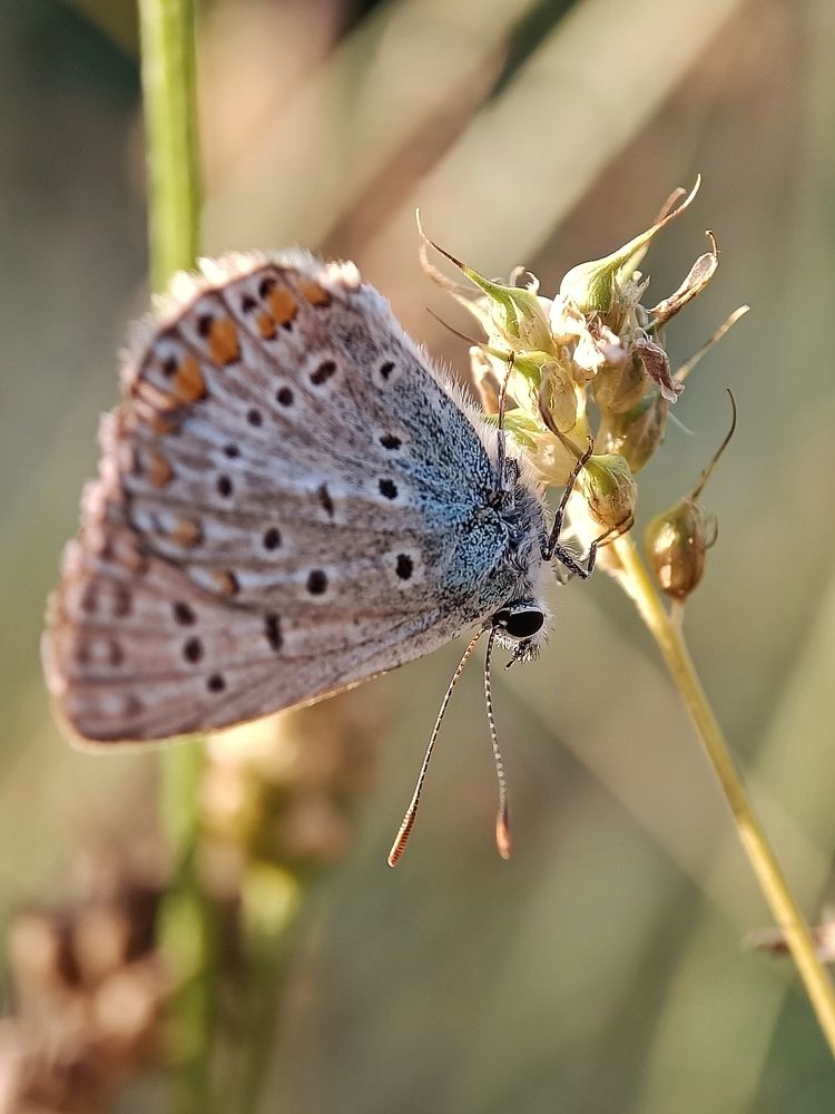 Photograph by Роман Красношапка