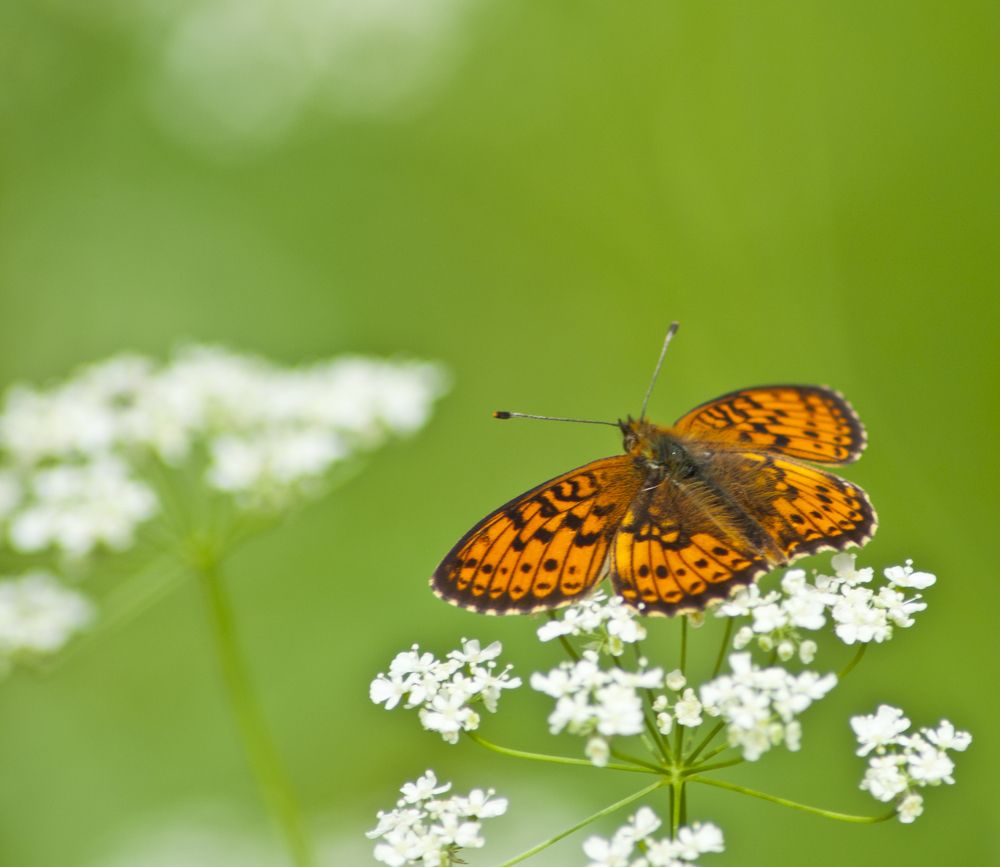 Photograph by Овсенёв Александр