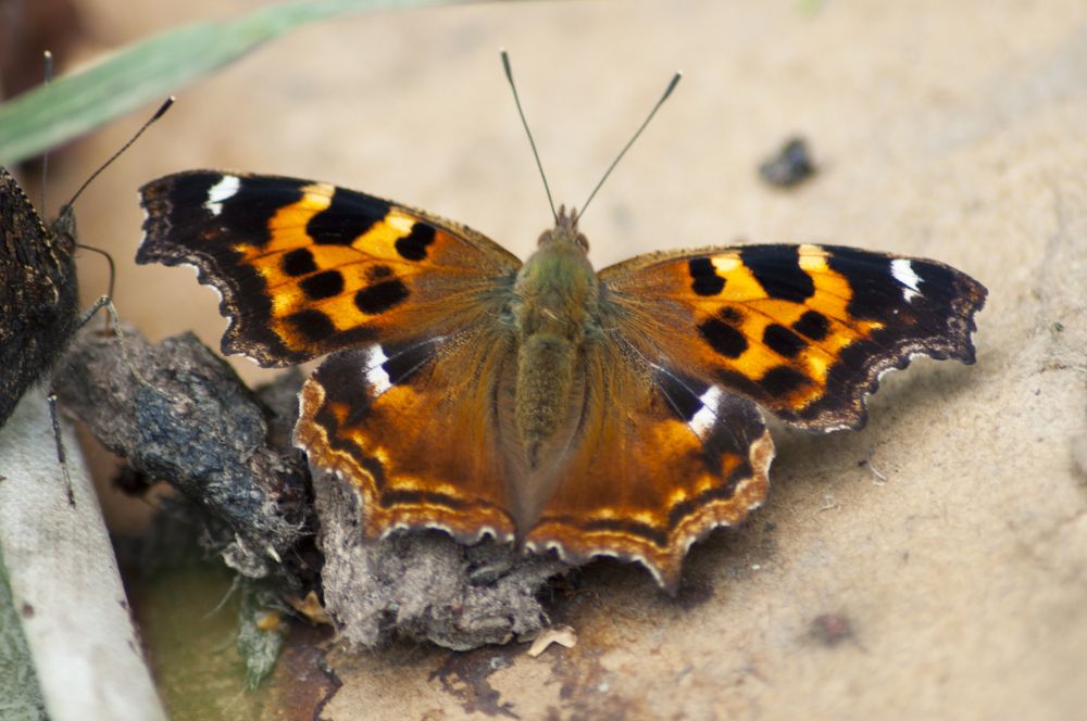 Photograph by Овсенёв Александр