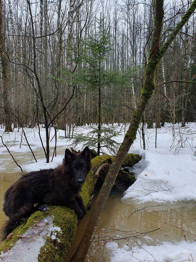 Фотография автора Надежда Лисицына