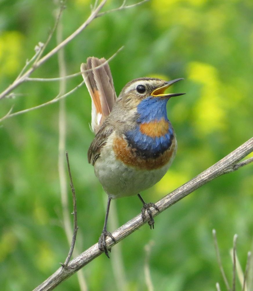 Поющий самец варакушки