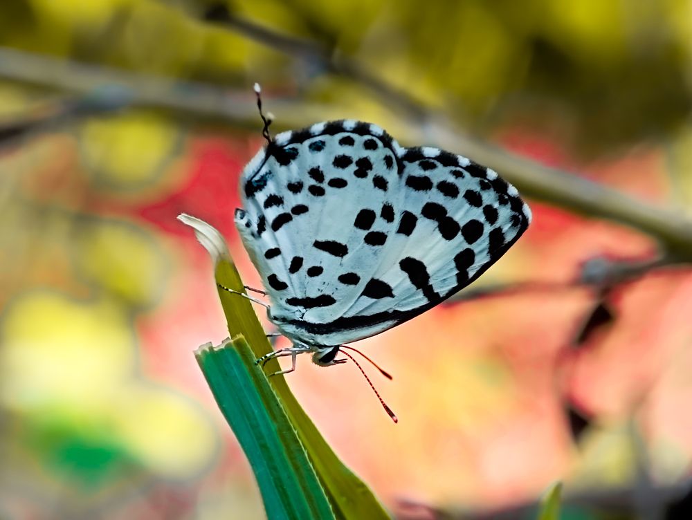 Фотография автора Aniket Layek