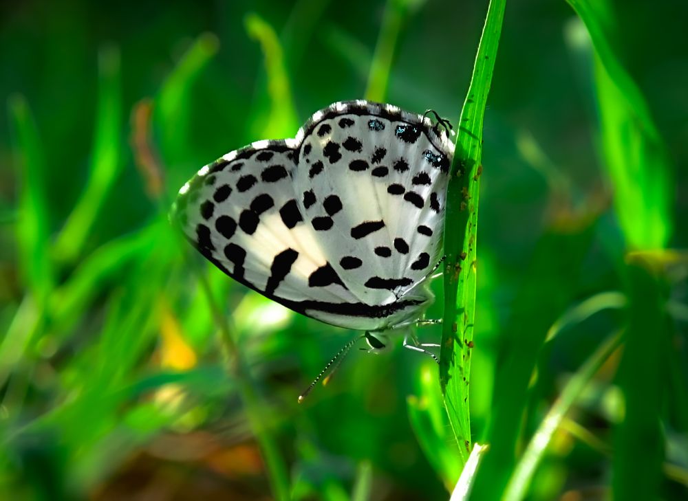 Фотография автора Aniket Layek