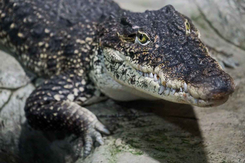 Photograph by Игорь Пшеничников