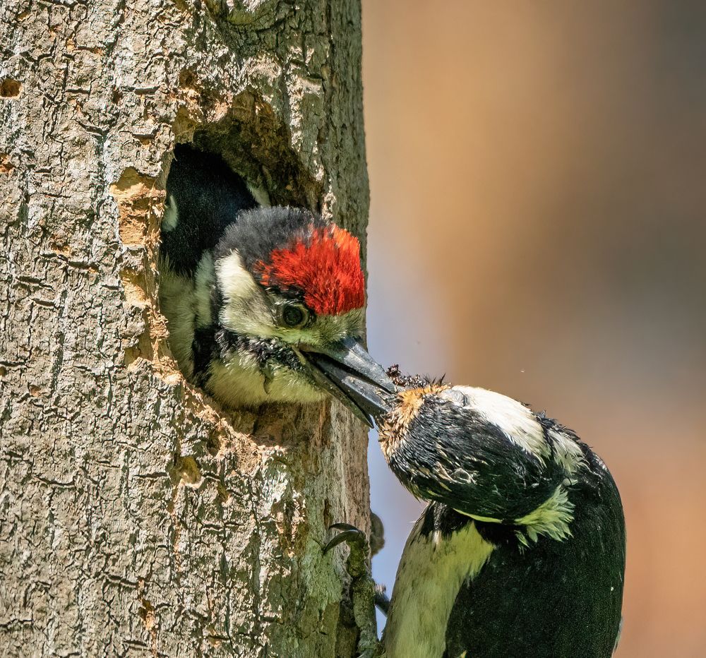 Photograph by Viktor Makarov
