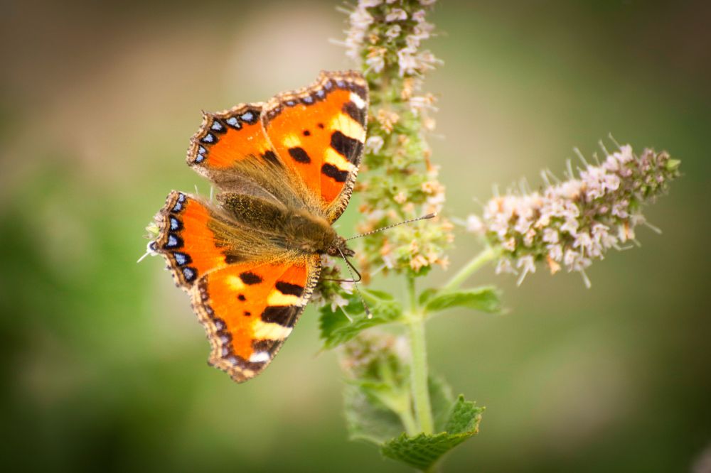 Photograph by Шруб (Беляева) Татьяна