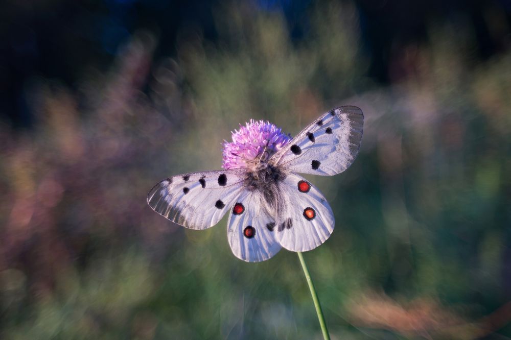 Photograph by Дмитрий Цыпляев