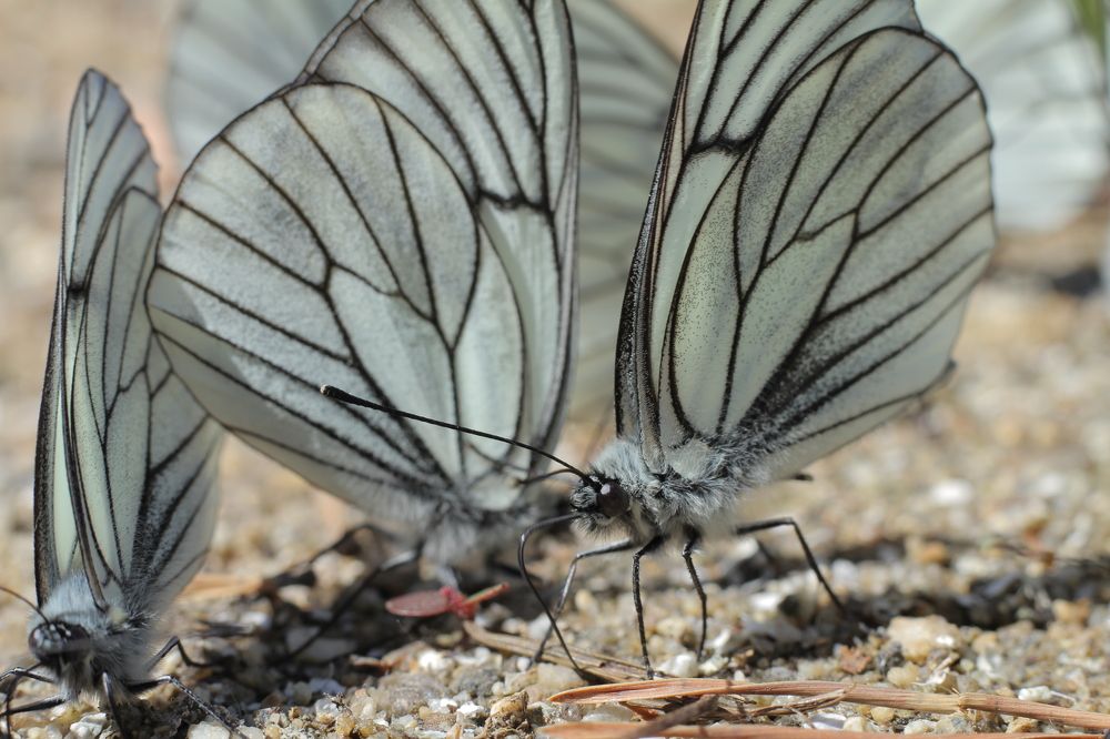 Photograph by Марина Савченко